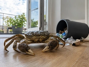 A 10-Inch Crab Walked Straight Into a Woman's Home