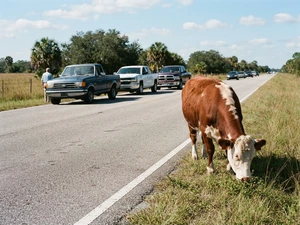 A Cow Escaped an Auction and Stopped Traffic on a Florida Highway